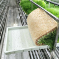 Smart Farm Fodder Grass Container Planta de invernadero